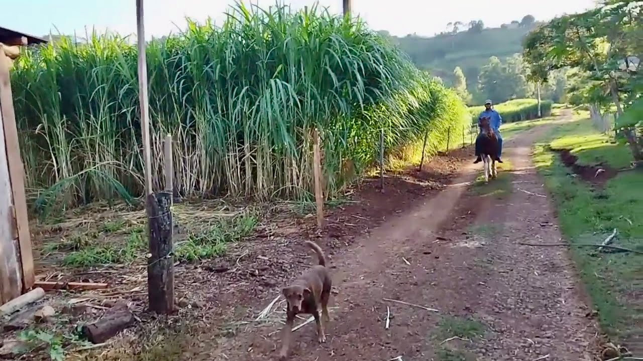 Como é bom relembrar os bons tempos vividos na roça…