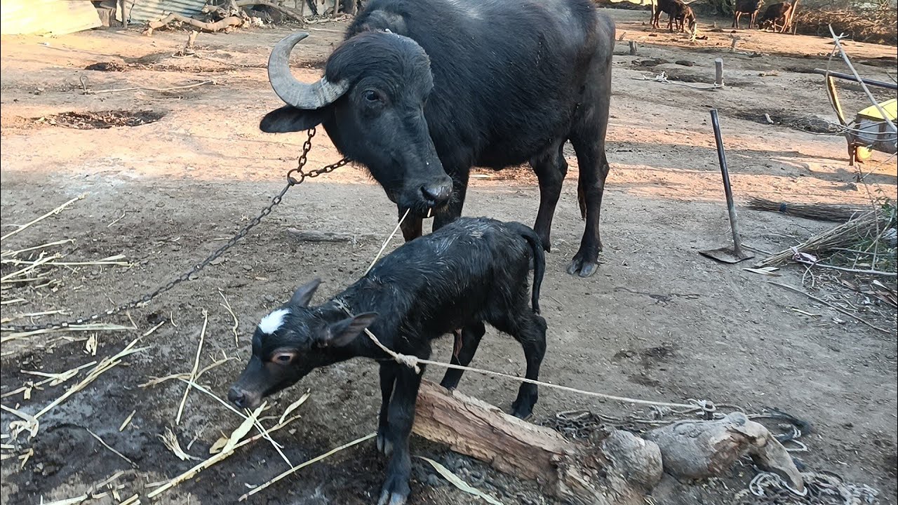 ફાયનલી ભેસ વિયાની પણ બચુ અલગ આવ્યું છે