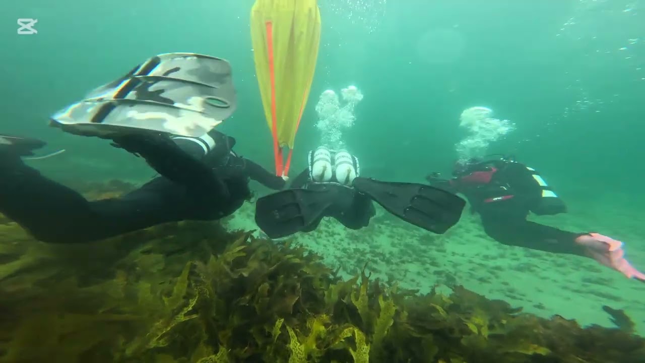 Gordon's Bay Scuba Club working dive 08/02/26