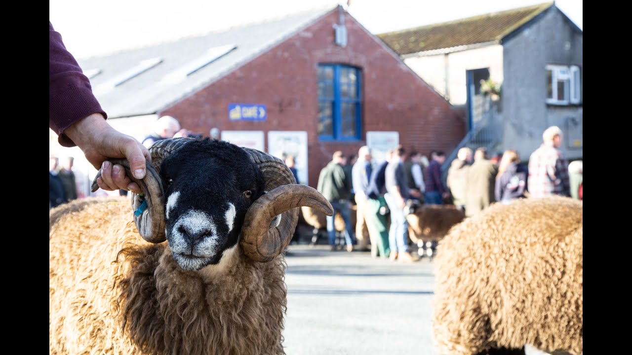 Dalesbred Tup Sale  2022