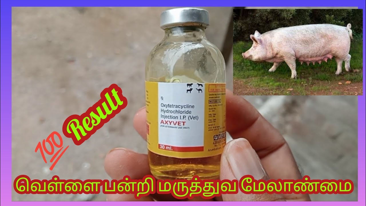வெள்ளை பன்றி (கண் சிவப்பு )மருத்துவ மேலாண்மை 💯Result