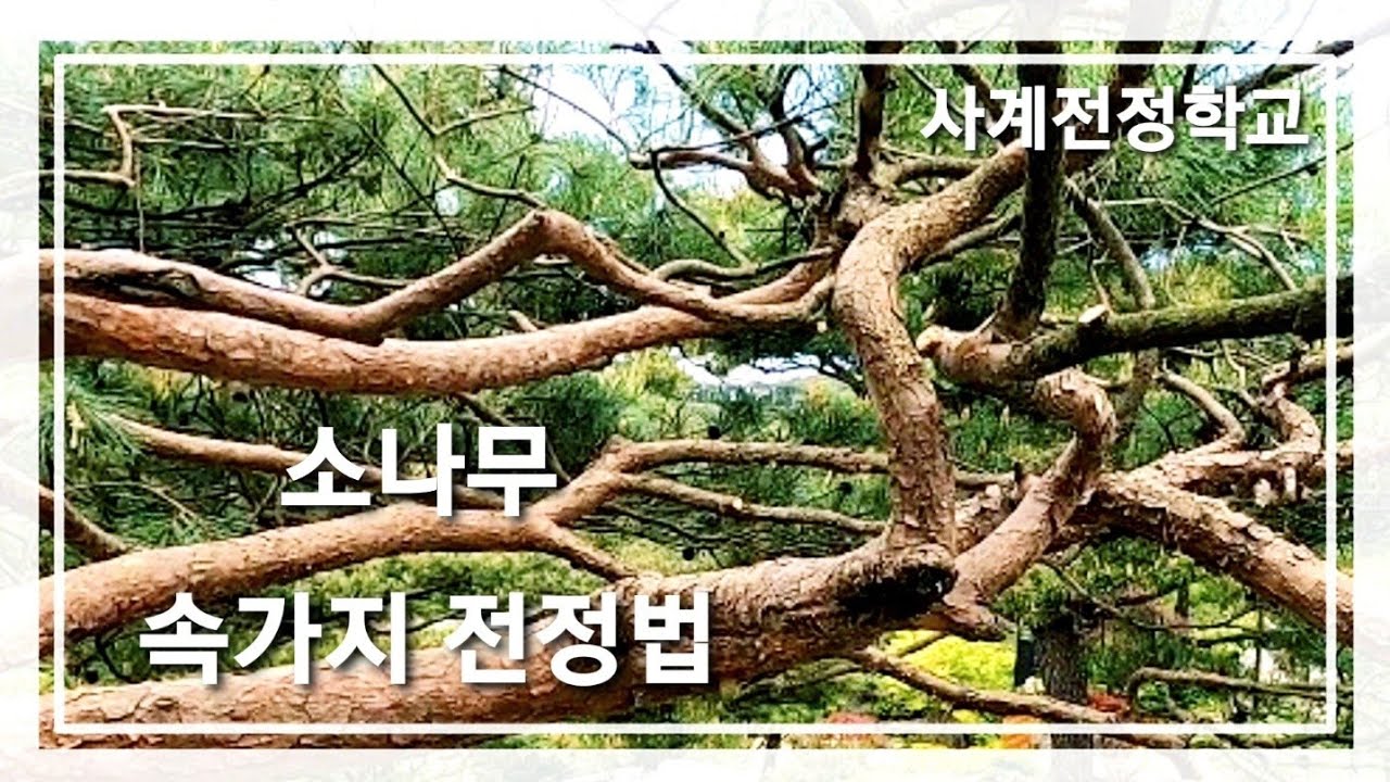 소나무 속가지 전정법 #40사계전정학교