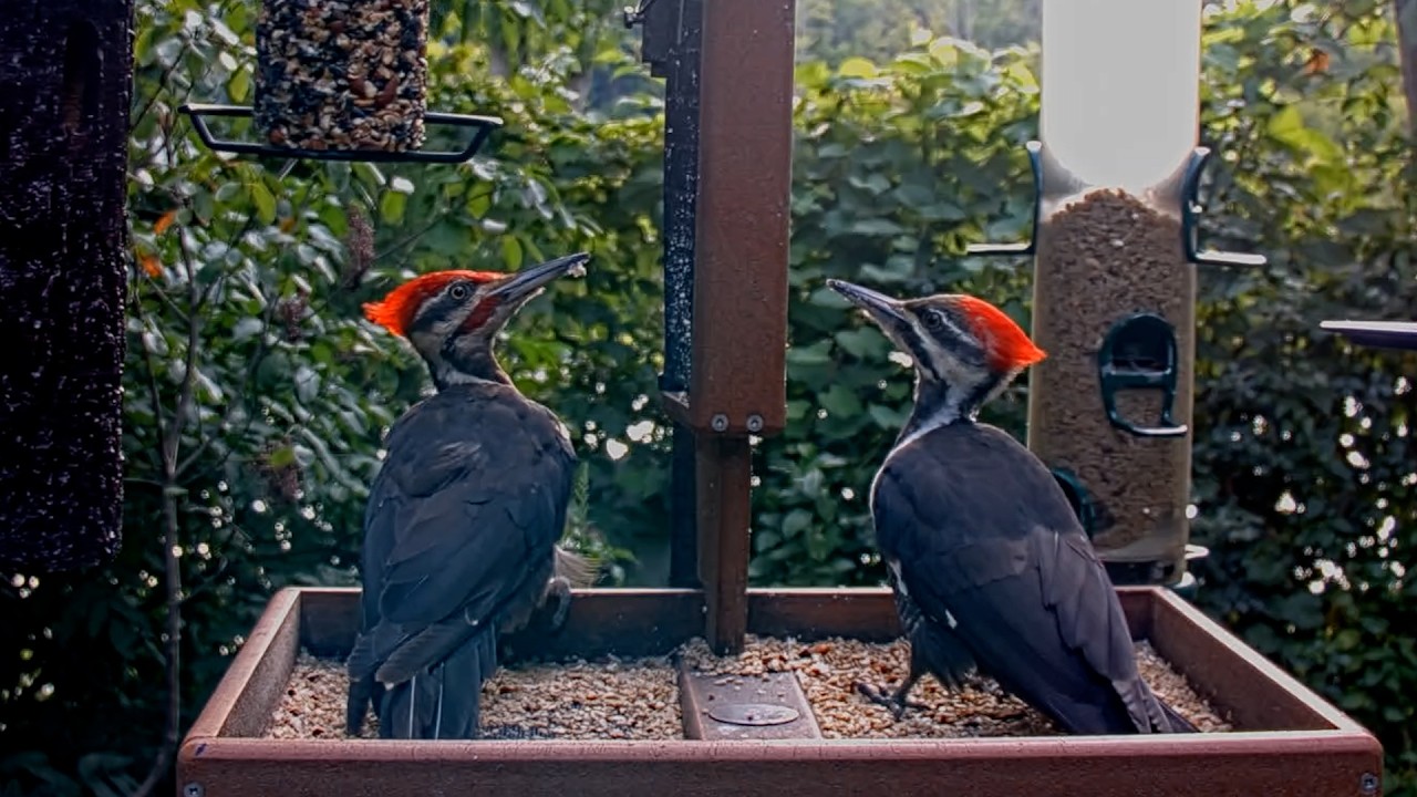 Pileated Woodpeckers Dine On Suet On Cornell FeederWatch Cam | August 26, 2026