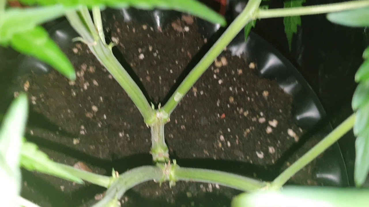 Royal Creamatic - Day 47