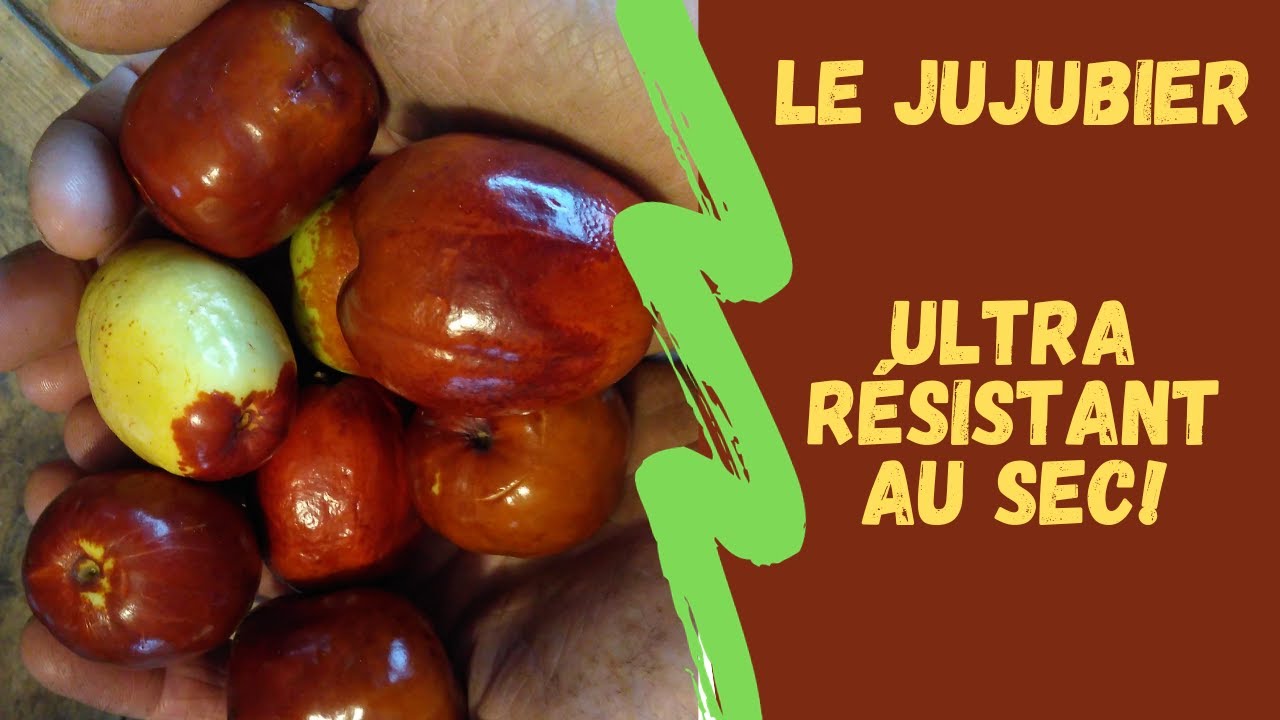LE JUJUBIER: ULTRA RESISTANT AU SEC !