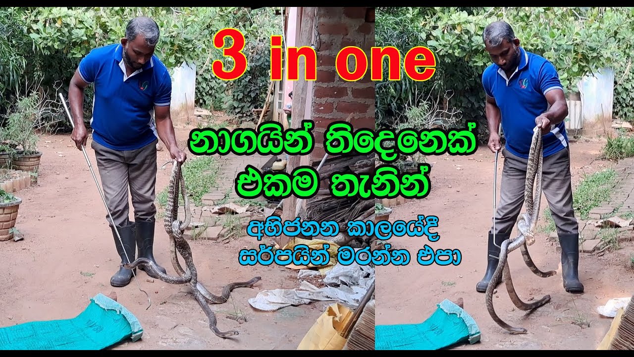 Three cobras from the same place