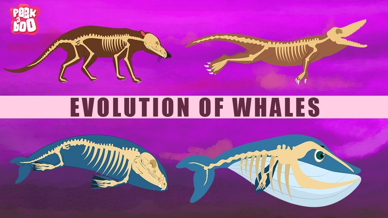 Evolution Of Whales - The Dr. Binocs Show | Best Learning Videos For Kids | Peekaboo Kidz