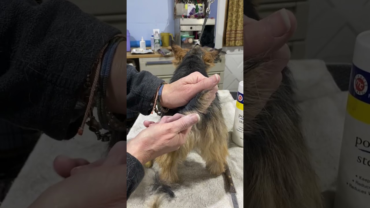 Grooming The Norwich Tail