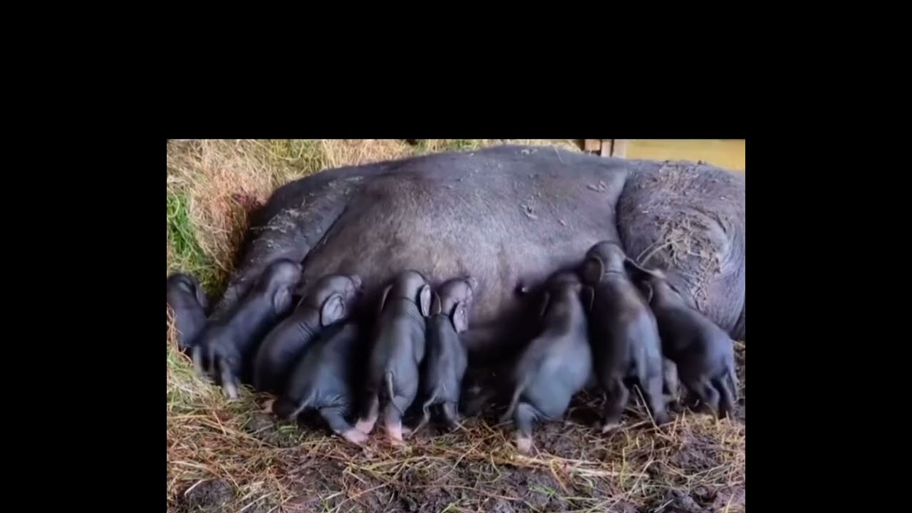Pigs 101: Season 1 (mini pigs) Episode 2: Meishan