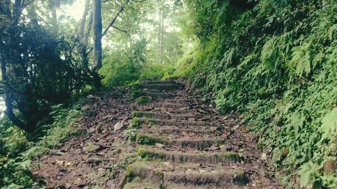# Danger Forest 🤭  #arunachalpradesh  # viral short # mini vlog # youtube viral short video 