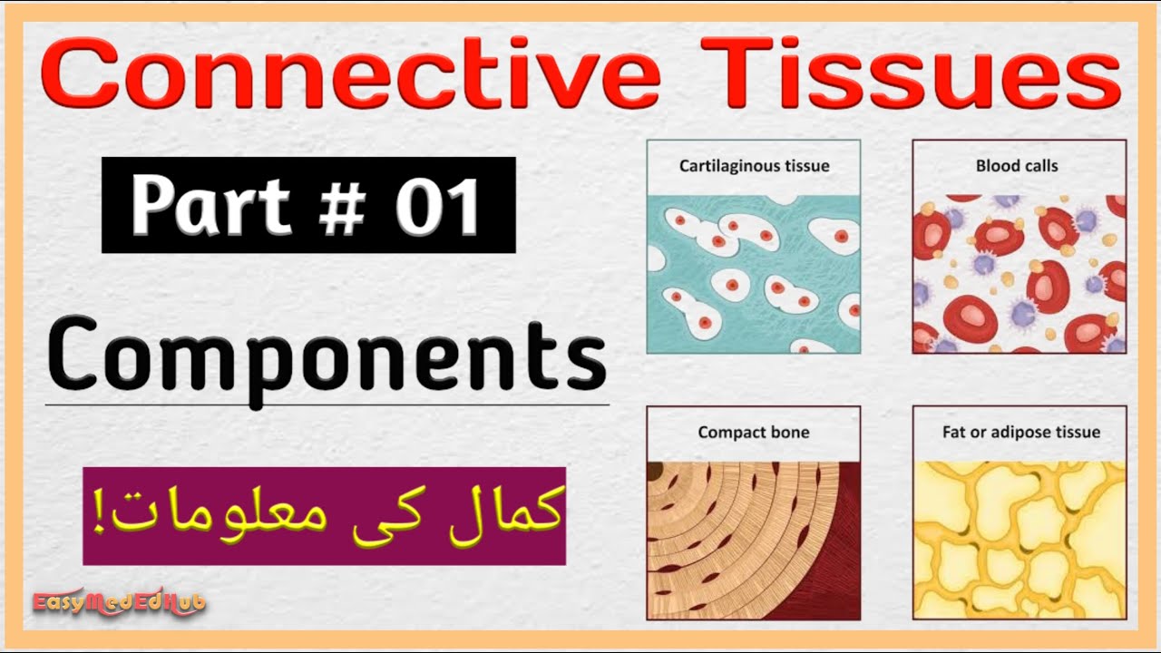 Connective Tissue Components | Cells, Fibers & Ground substance Explained | EasyMedEdHub