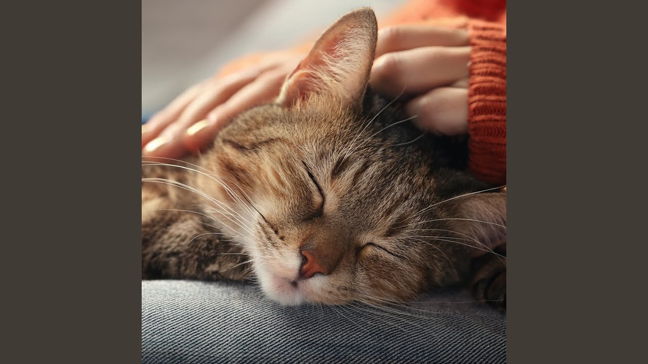 Gatos Beb&eacute;s Musicales