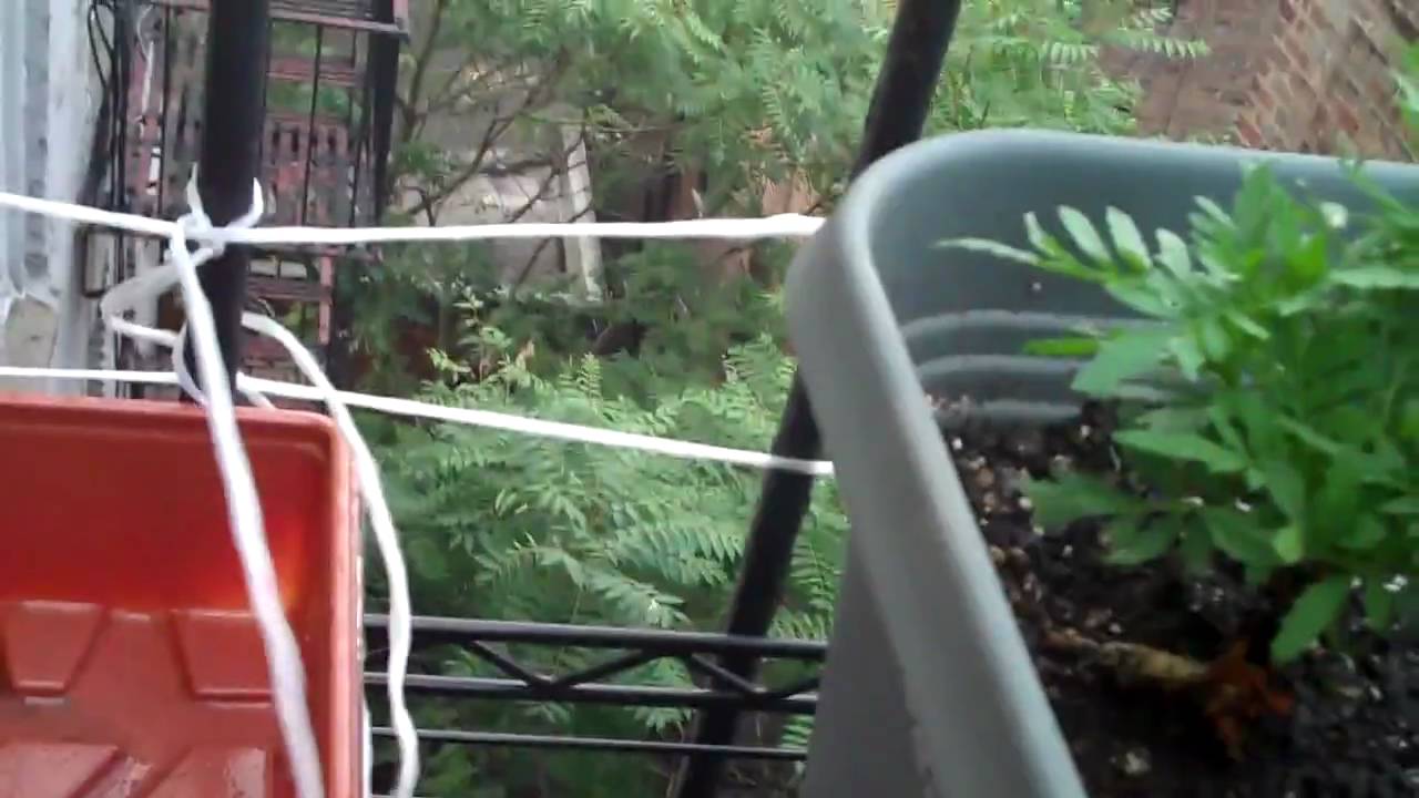 Securing Plants to a Fire Escape