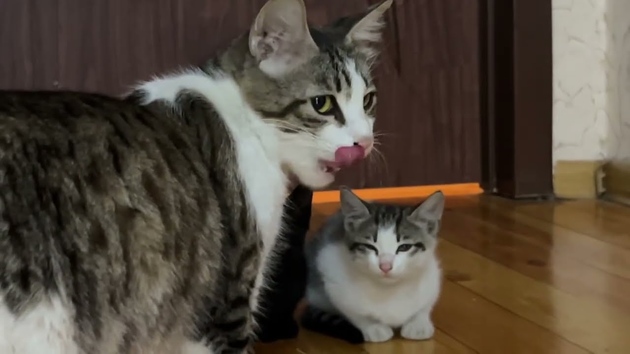 Full Tummies & Tiny Purrs | 2 Month Old Foster Kittens Drinking Mama Milk 🥛🐈‍⬛