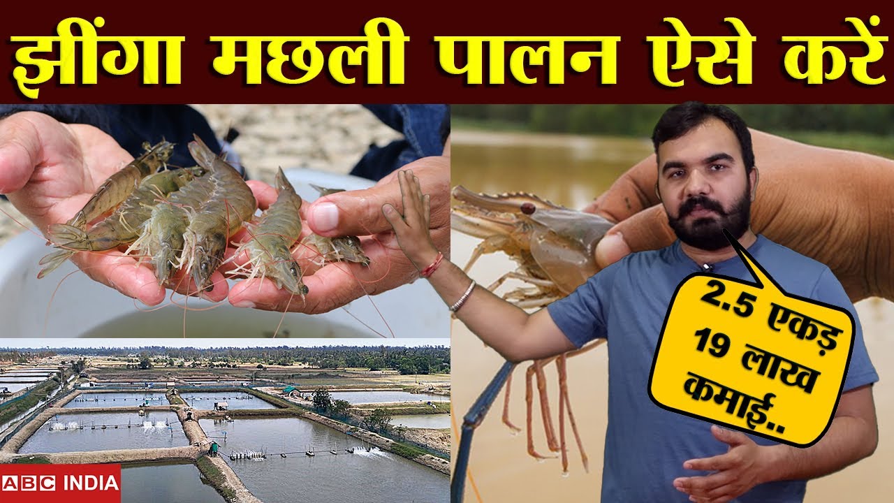 2.5 एकड़ मे कमाए 29 लाख ! Prawns Fish Farming |Shrimp Fish Farming | Govt. Subsidy | in Hindi