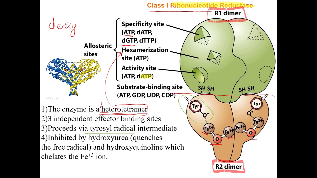Ribonucleotide Reductase