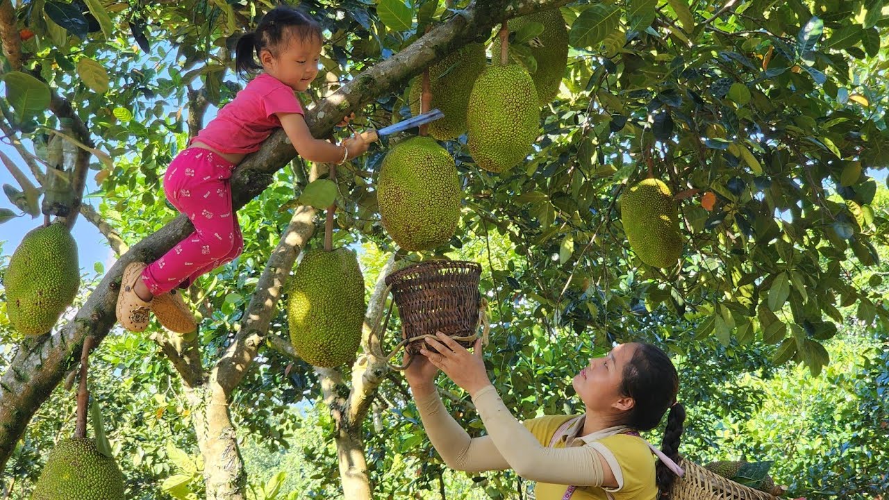 Harvested jackfruit to sell and helped my ex-husband clean the house when he was in the army