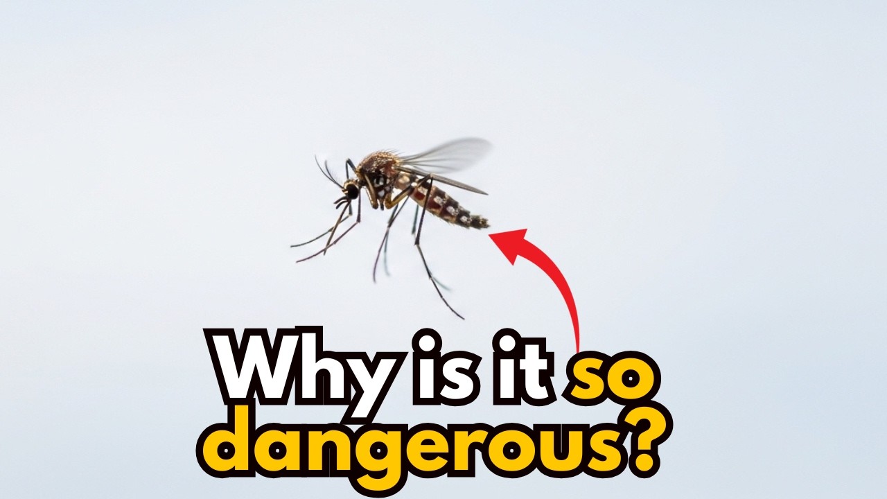 Mosquitoes Kill More Than Lions, Sharks, and Crocodiles Combined