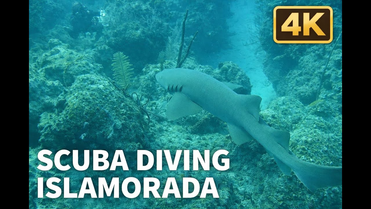 Scuba Diving in Islamorada | Reef Dive | 4K Underwater