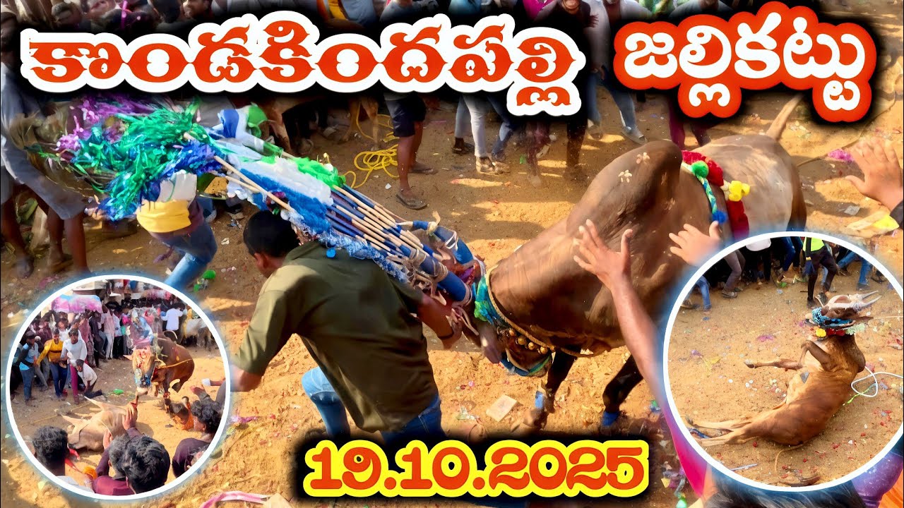 కొండకిందపల్లి జల్లికట్టు 🔥19.10.2025 (Kondakindhapalli Jallikattu) 💥 దడపుట్టించిన జల్లికట్టు eddhulu