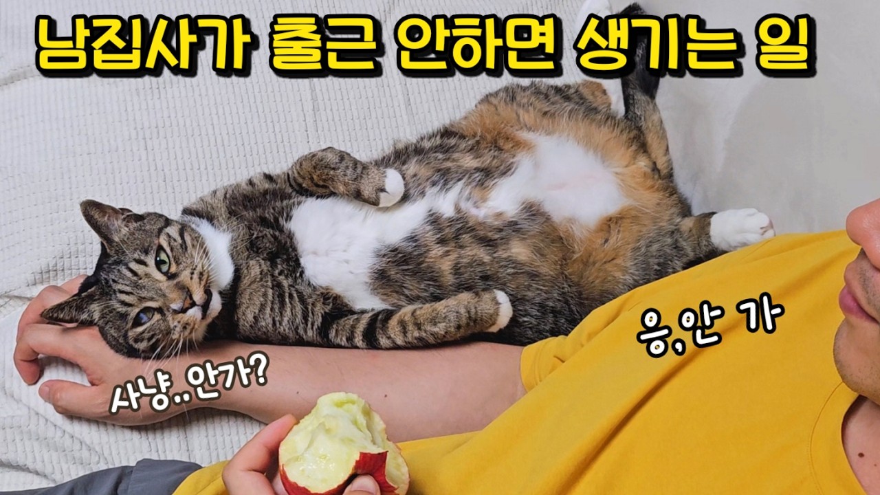 남집사가 계속 집에만 있었더니..눈치 빠르고 속 깊은 고양이의 행동 (ft.행운번호)