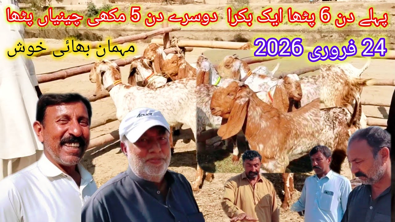 پہلے دن 6 پٹھا ایک بکرا اور دوسرے دن 5 مکھی چینیاں پٹھا مدرسہ نسل کی احمد اینیمل فارم (03045896486)