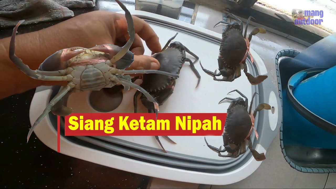 Siang Ketam Nipah