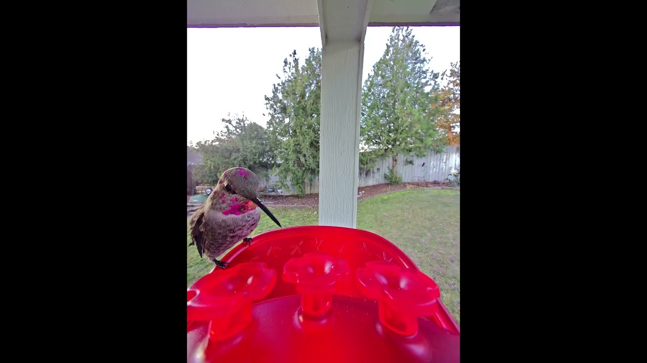 Anna's Hummingbird at feeder--collage of Bird Buddy videos-January 2026