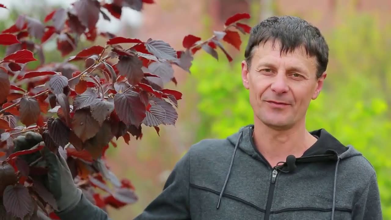 Розмноження фундука. Методи та особливості.