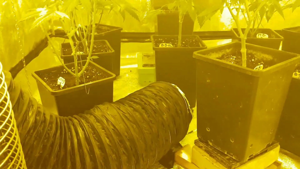 Lemon Shining Silver Haze, Strekkende Dames Vlog NR 24