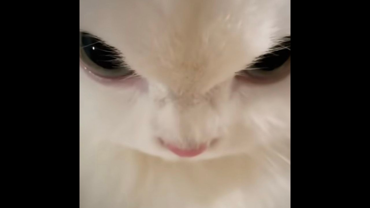 지슈스 적응중 (11oo)