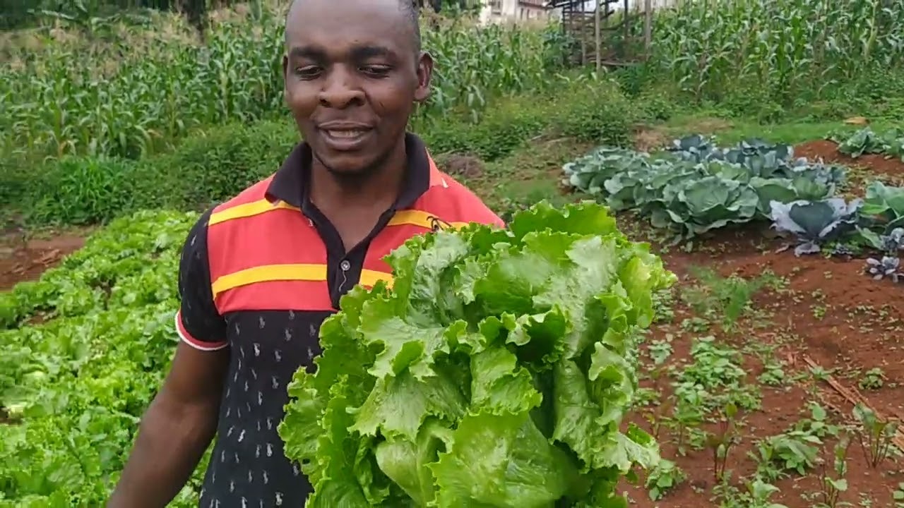 Ces laitues ont été produites dans notre site avec du biochar à la et suivi par un engrais folière