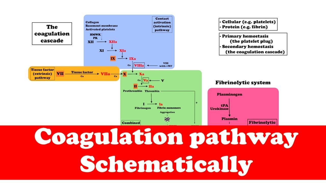 Hematology: Coagulation pathway (Quick Review)