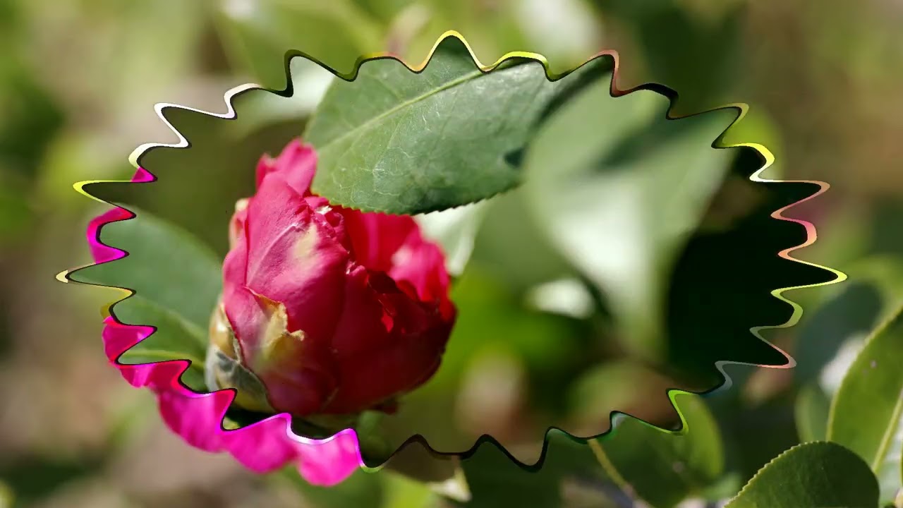 2026-01-13茶花吐豔生醫園