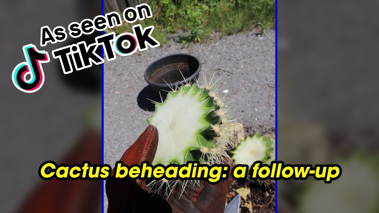 Cactus beheading [TikTok Reupload]