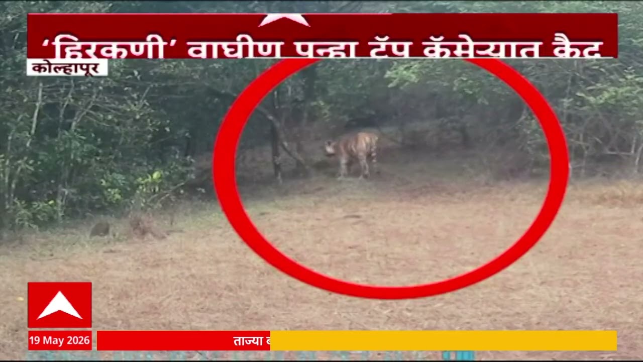 Kolhapur Tiger : कोल्हापूरची हिकरणी वाघीण पुन्हा ट्रॅप कॅमेऱ्यात कैद, वाघीणीची Exclusive दृश्य