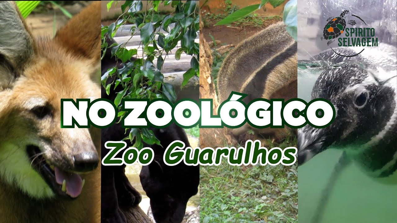 Zoo Guarulhos - um zoológico com entrada gratuita!