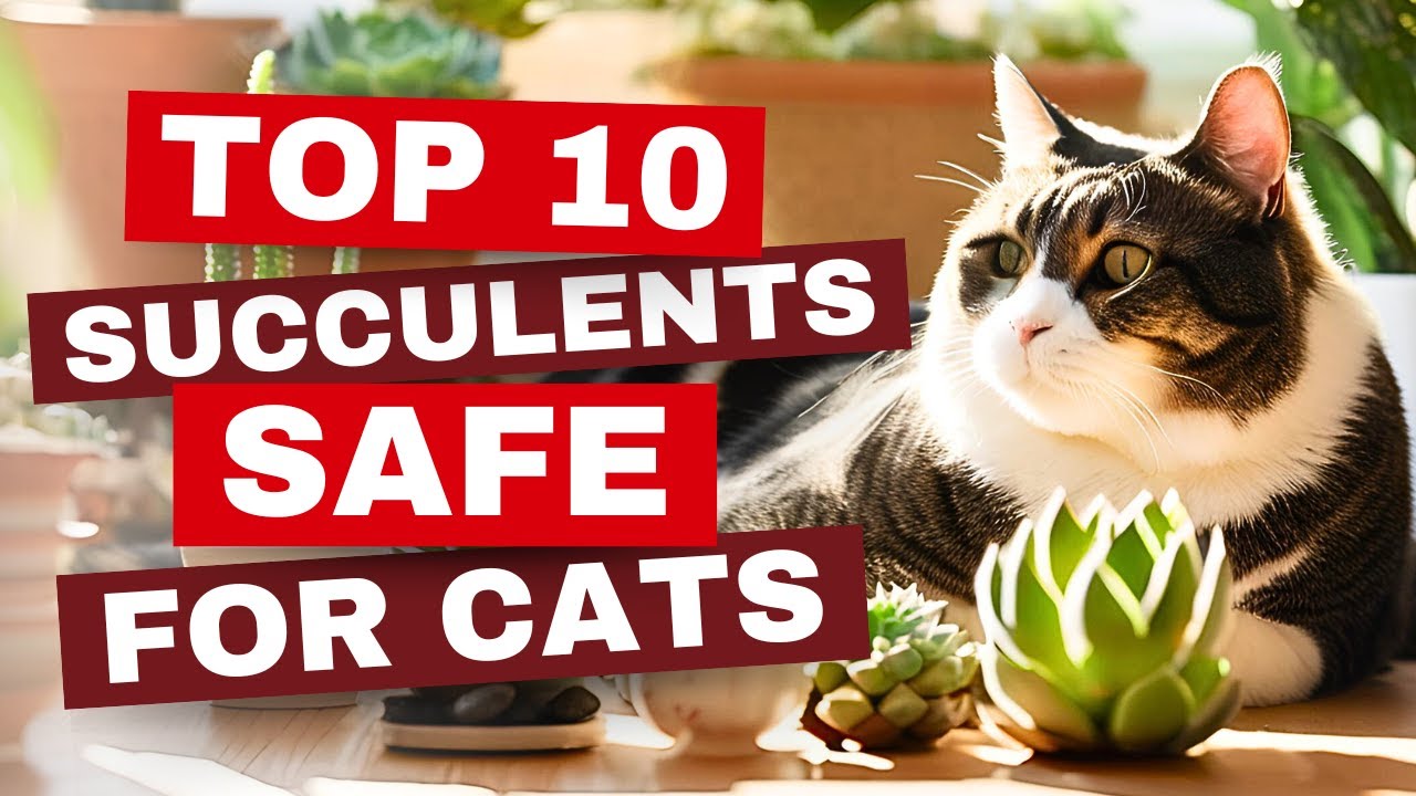 😻 10 Succulents That Are SAFE for CATS! Purr-fect Plants for Pet Lovers! ✨