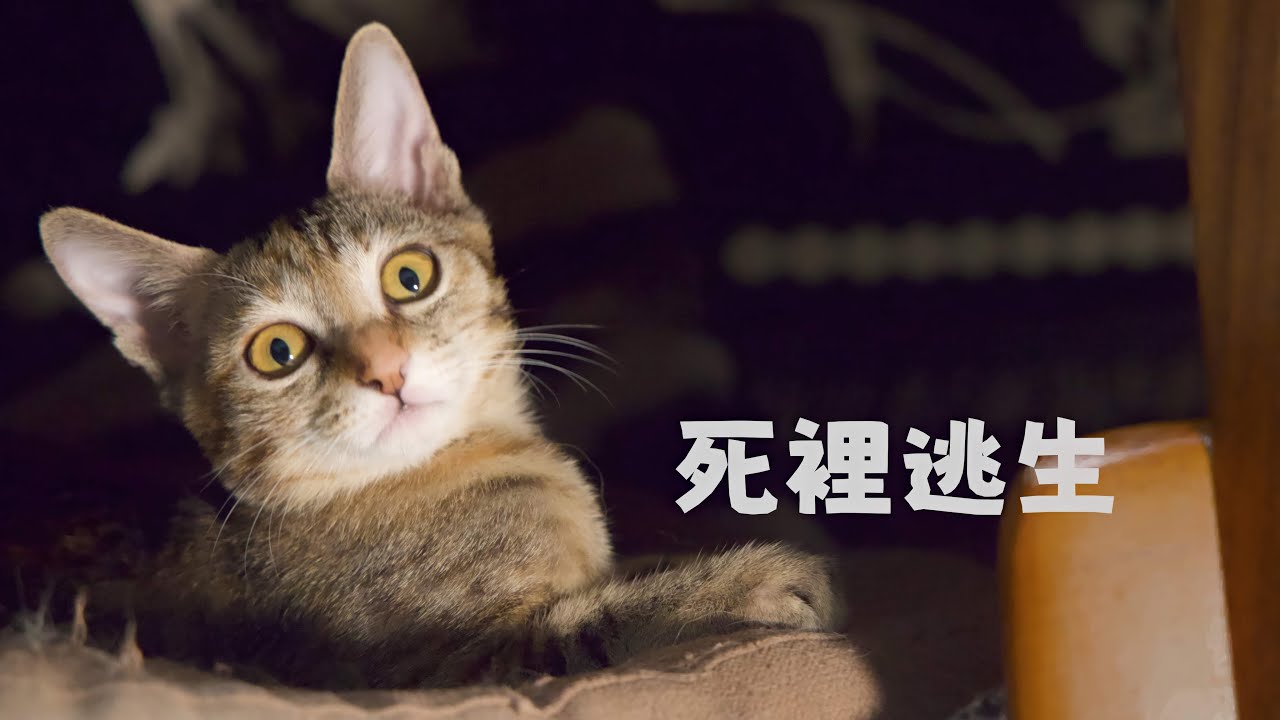 不可思議，我把病危的小貓托付給陌生人，再見面時小貓已經健壯活潑｜Xishu&Cats