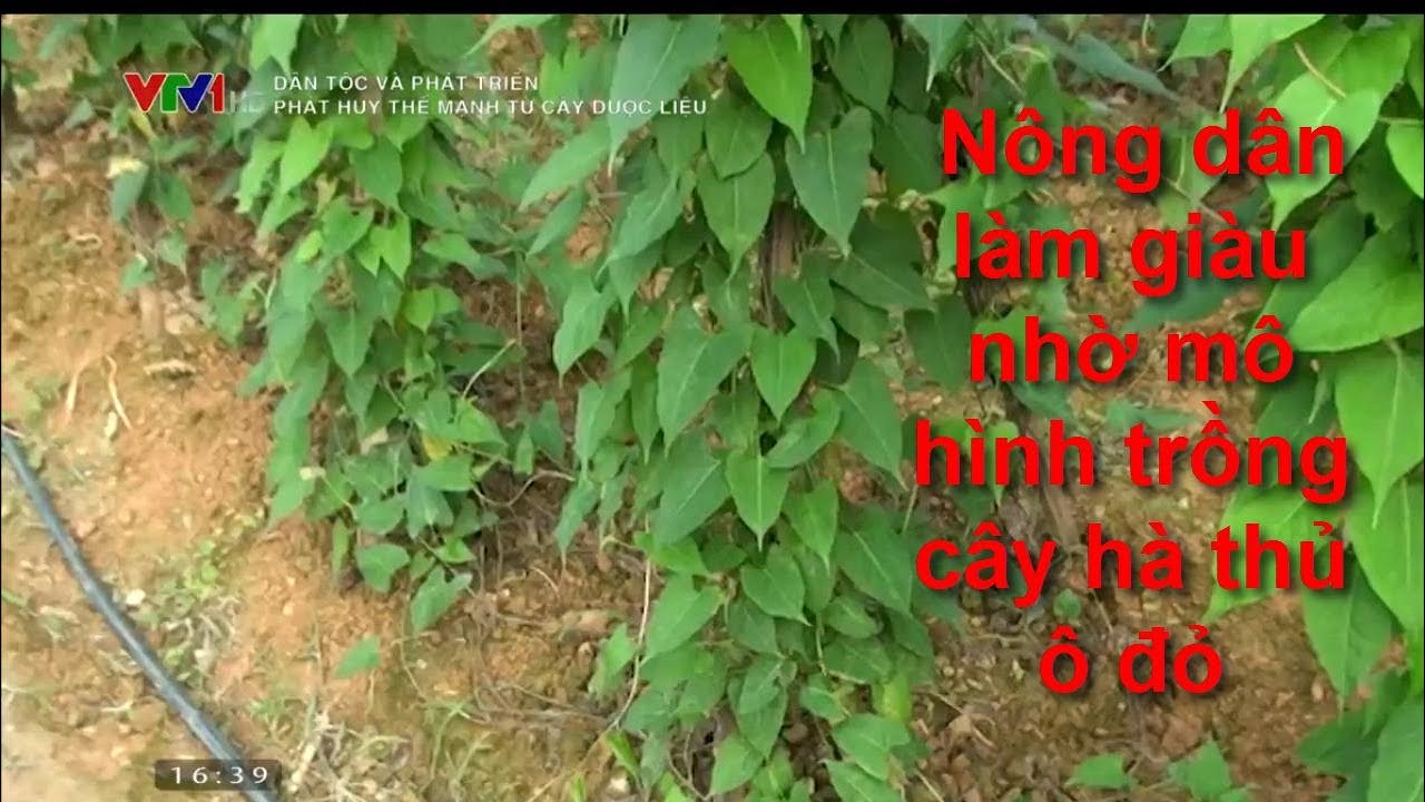 Nông dân làm giàu nhờ mô hình trồng cây hà thủ ô đỏ