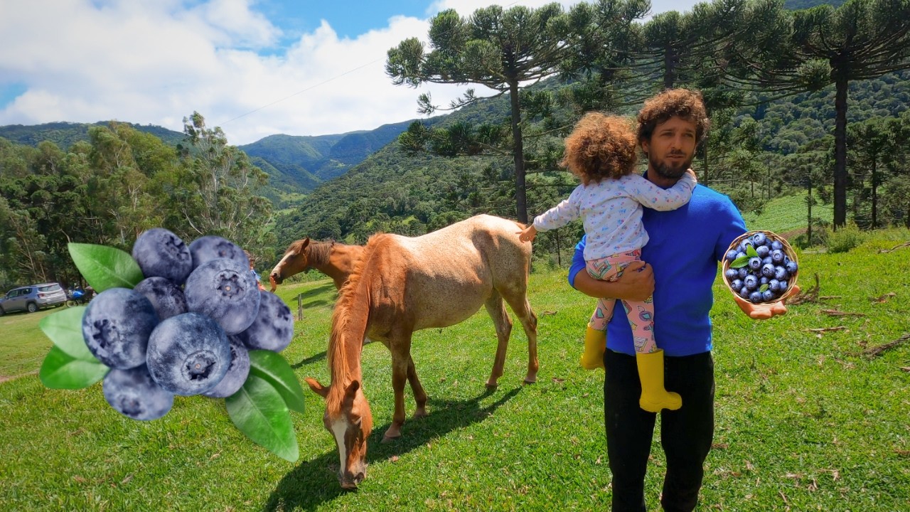 ELE SAIU DE FLORIANÓPOLIS E FOI PARA SERRA PLANTAR MIRTILOS - URUBICI SANTA CATARINA #vidanaroça