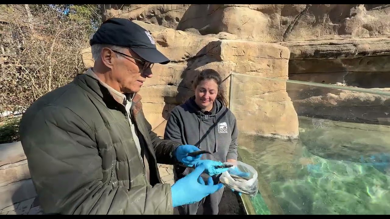 African Penguin Chicks and Conservation - Cincinnati Zoo