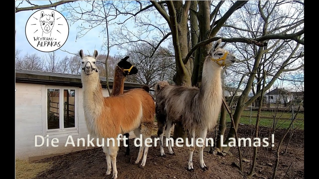 Wetterau - Alpakas 
