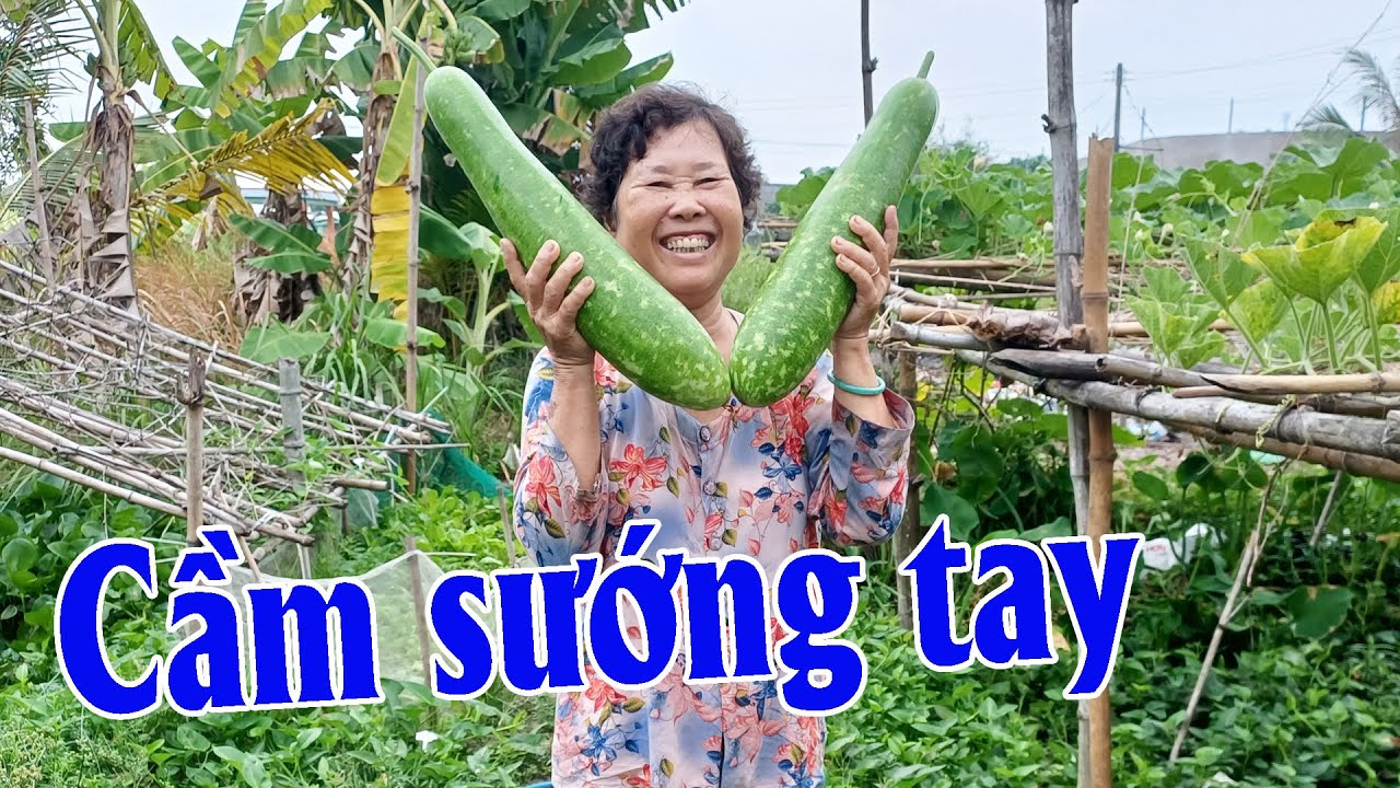 Thu Hoạch Mẻ Bầu 