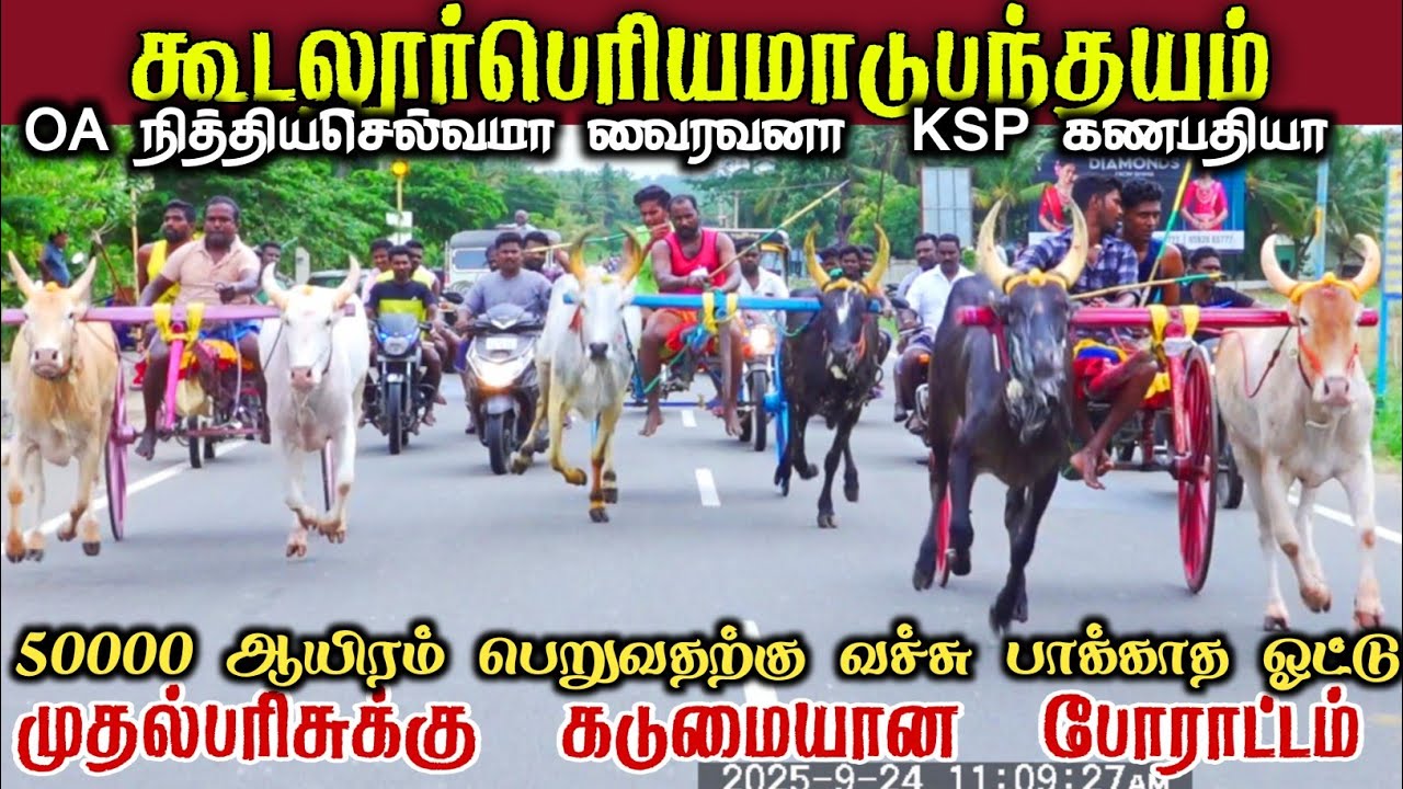 24-09-2025 கூடலூர் பெரியமாடு பந்தயம் = எக்ஸ்பிரஸ் கேலக்ஸி -ஸ்டூடியோ