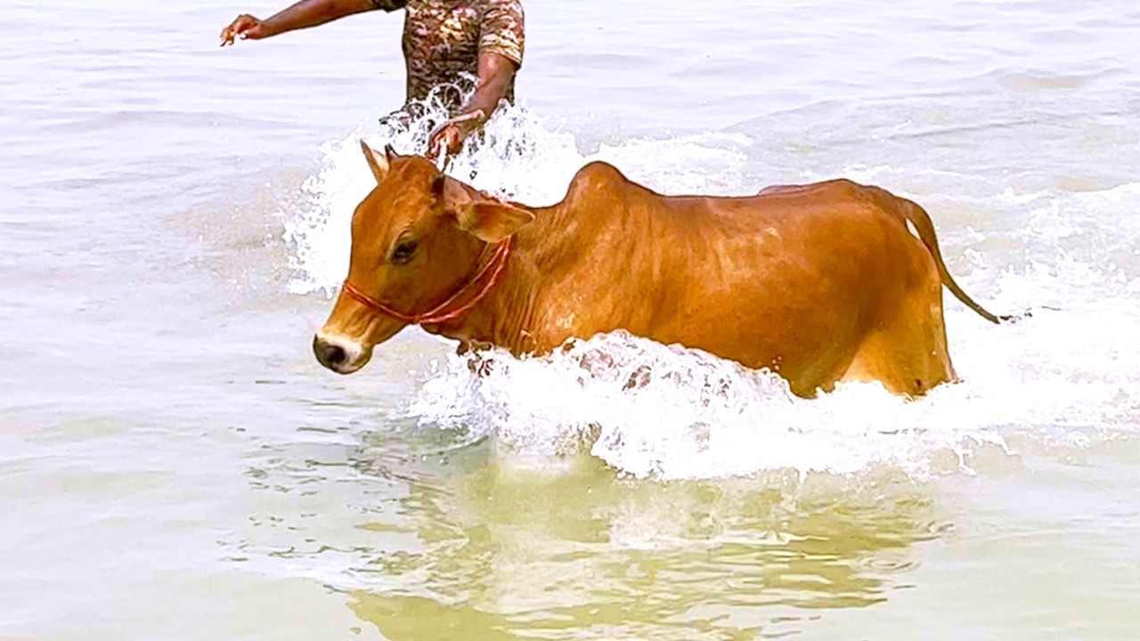 cow unloading, cow videos, cow video, animal, big cow, goru hamba cow, Ep- 307
