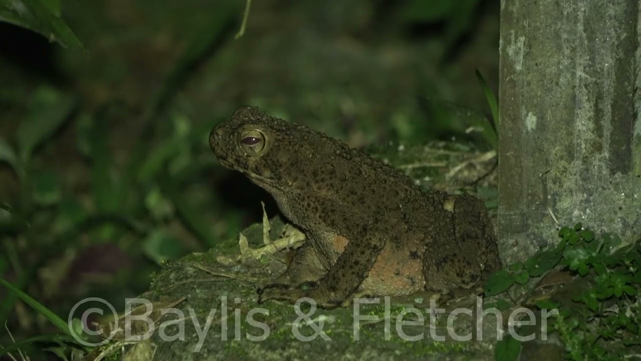Asian Giant Toad, Malaysia. 20221224_205837.uhd