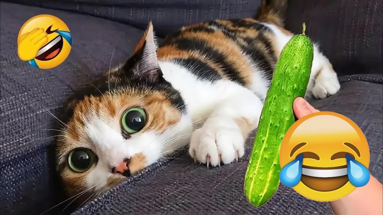 Funniest Cats and Dogs Clips 2026😼🐶Try Not To Laugh😊 🥭 #funnycats #animals #funnydogs