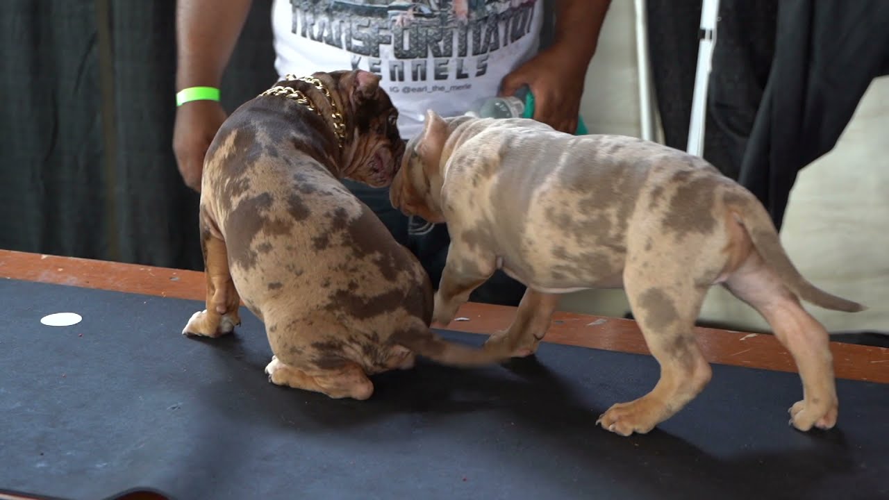 Midwest Bully Funshow, Cincinnati. American Bully