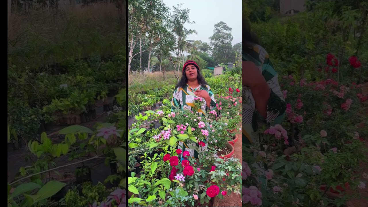 🌿 Office-il plants വെക്കൂ…എല്ലാ മാസവും rent collect ചെയ്യൂ 💰Green Business Idea – Day 15